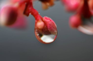 Sabah çiy su geri kalanı t tomurcukları yapışır