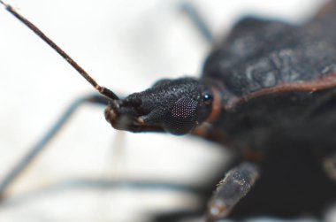 Büyük yuvarlak gözlü küçük başlı siyah böcekler