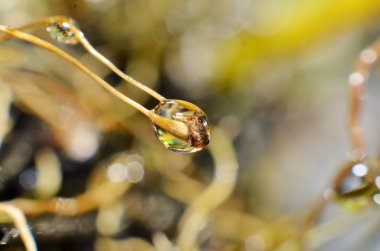 Çiy damlaları dalların uçlarına yapışır