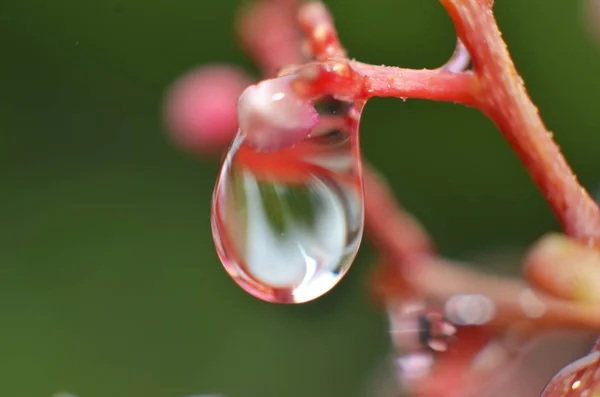 The rest of the dew water in the morning sticks to the buds