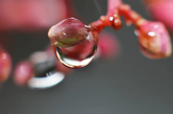 The rest of the dew water in the morning sticks to the buds of t