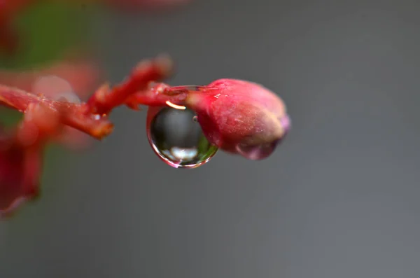 The rest of the dew water in the morning sticks to the buds of t