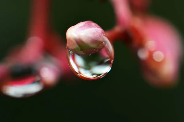 The rest of the dew water in the morning sticks to the buds of t