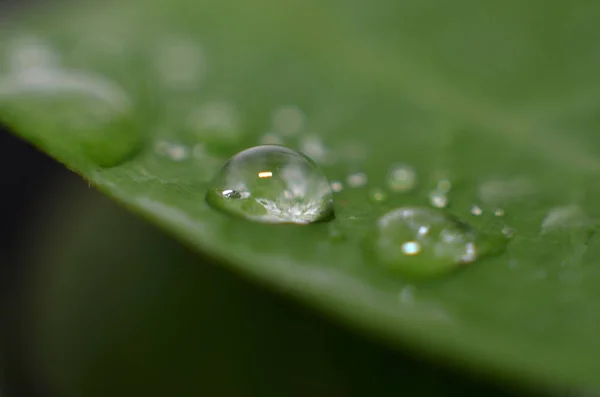 Zbytek ranní Rosy je jasné — Stock fotografie