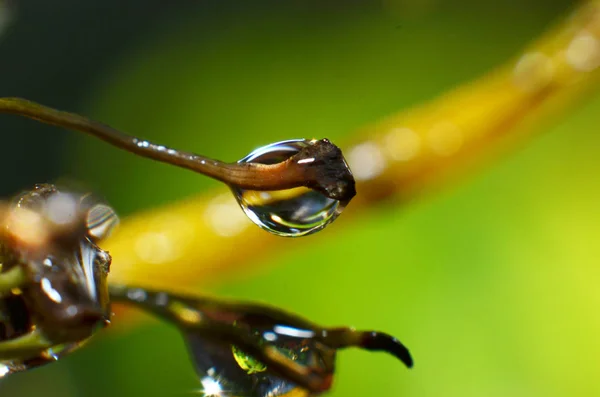 Dewdrops stick to the tips of branches — Stock Photo, Image