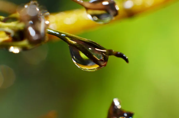 Dewdrops stick to the tips of branches