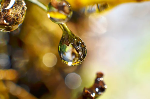 Gotas de rocío se adhieren a las puntas de las ramas —  Fotos de Stock