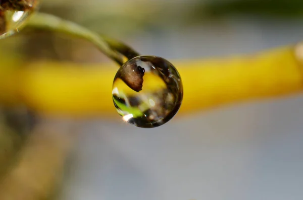 Dewdrops stick to the tips of branches