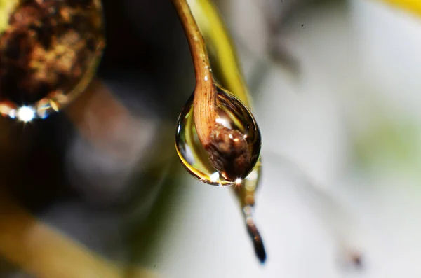 Gotas de rocío se adhieren a las puntas de las ramas —  Fotos de Stock