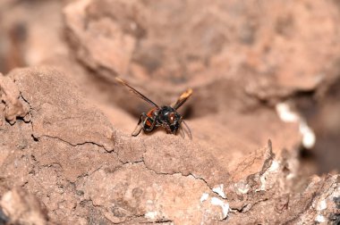Kahverengimsi siyah arılar, kanatları gerilmiş koyu kahverengi