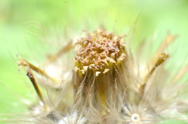 beyaz benekli açık sarı ve beyaz yaprakları ile kahverengi çiçekler