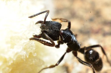 Siyah karıncalar, başında iki anten ve iki pençeleri ile 