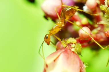 Başında 2 anten olan şeffaf kahverengi karıncalar