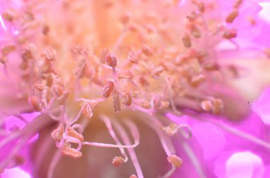 Pretty beyaz çiçekler, 2 pürüzsüz beyaz fl arasında uzatılmış şeklinde