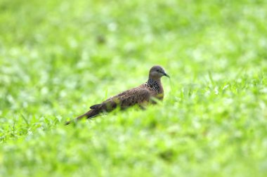 sırt ve kanatlarda gri saçlı kaplumbağa kuş, küçük bir bla ile