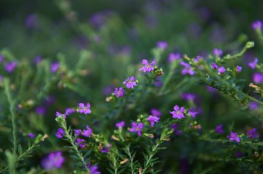 Morumsu mavi delikler i ve çiçek pistils ile güzel çiçekler