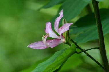 Orta ortasında kavisli beyaz pistil ile güzel bir mor çiçek