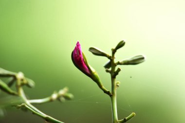 tomurcukları Çiçek ve genç tomurcukları mor çiçekler