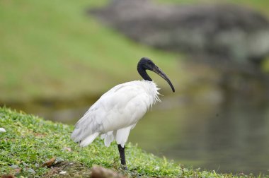 Siyah başlı ibis fea olmadan uzun, çarpık siyah gagası vardır