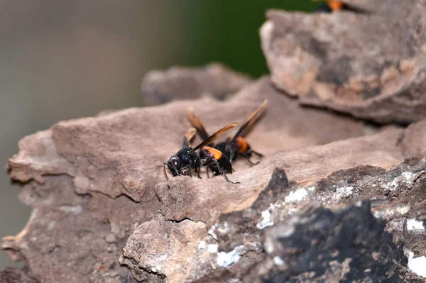 Guêpes noires brunâtres, ailes tendues brun foncé — Photo