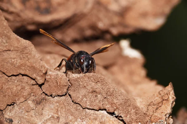 茶色がかった黒いスズメバチ、翼は暗褐色に伸びた — ストック写真