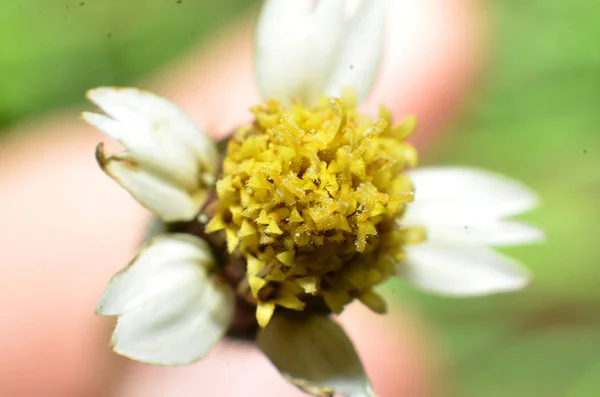 黄色の花と白い斑点のある薄い黄色 — ストック写真
