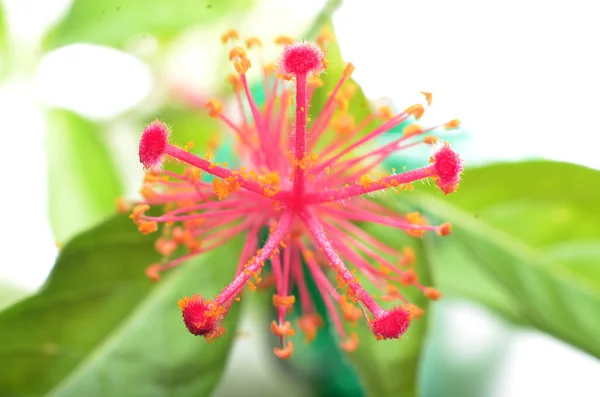 Rosa Blüten mit hellgelb gefleckten Stempeln — Stockfoto