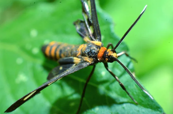 Este insecto mariposa, pelo amarillo, cuerpo negro y dos antenas — Foto de Stock