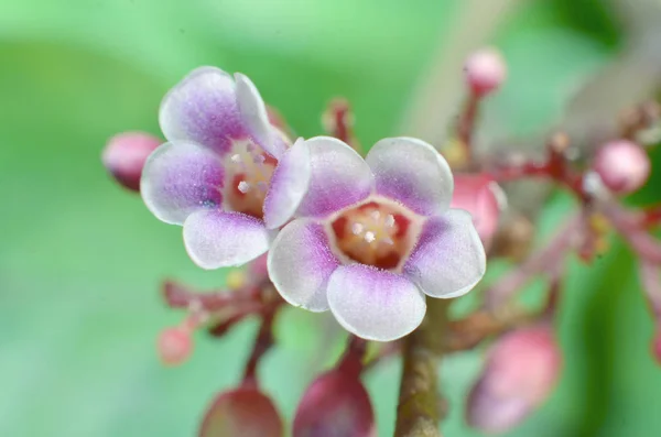 Star fruit flower, purple and white end, with white sari in the — Stock Photo, Image