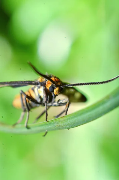 Dieses Schmetterlingsinsekt, gelbes Haar, schwarzer Körper und zwei Antennen — Stockfoto