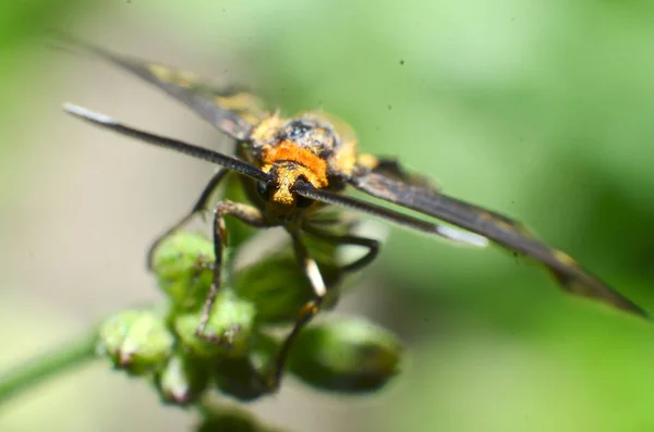 Tento motýlí hmyz, žluté vlasy, černé tělo a dvě antény — Stock fotografie