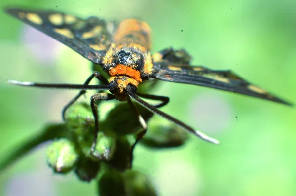 Este insecto mariposa, pelo amarillo, cuerpo negro y dos antenas — Foto de Stock