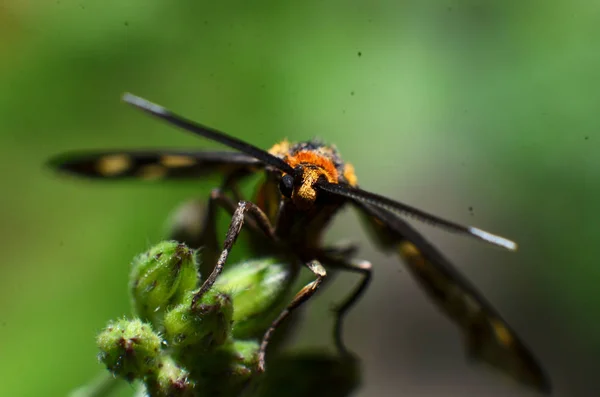 这种蝴蝶昆虫，黄头发，黑色的身体和两个天线 — 图库照片