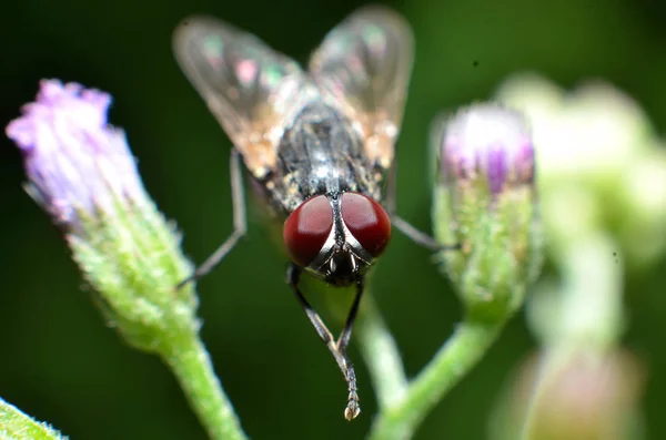 Las moscas son un tipo de insecto que tiene 2 alas con los ojos y mo — Foto de Stock