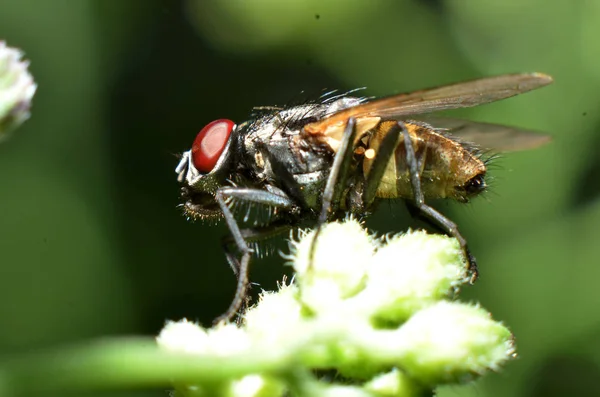 Flugor är en typ av insekt som har 2 vingar med ögon och Mo — Stockfoto