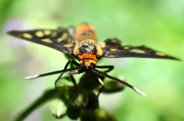 Este insecto mariposa, pelo amarillo, cuerpo negro y dos antenas — Foto de Stock