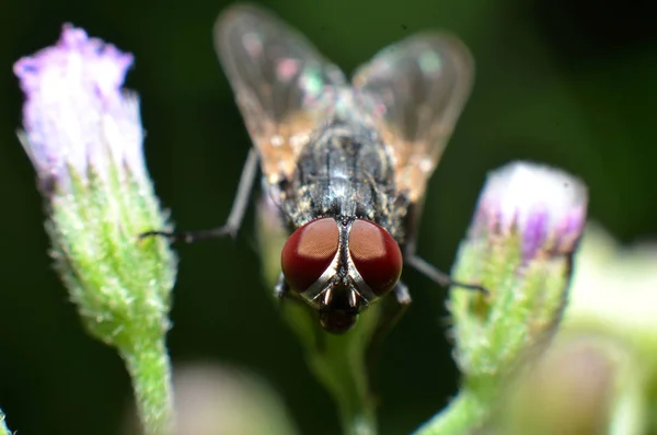 Οι μύγες είναι ένα είδος εντόμου που έχει 2 φτερά με τα μάτια και — Φωτογραφία Αρχείου