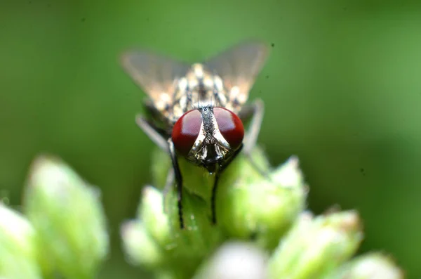 ハエは目とモを持つ2つの翼を持つ昆虫の一種です — ストック写真