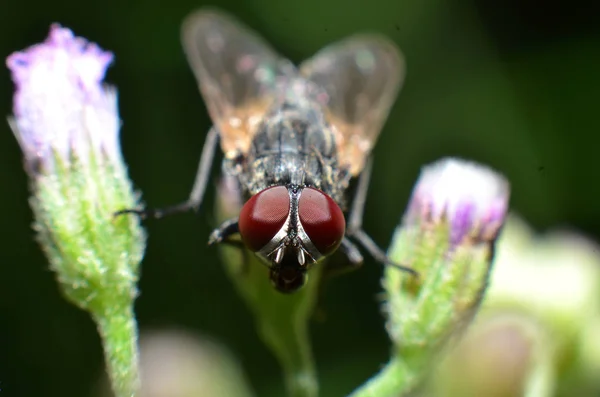 Mouchy jsou druh hmyzu, který má 2 křídla s očima a mo — Stock fotografie