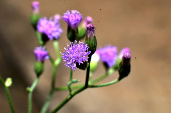 花是紫色的，像向日葵，花量很小 — 图库照片
