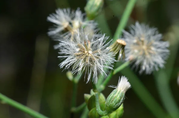 Blüten sind weiß, wie Sonnenblumen mit sehr kleinen Körnchen — Stockfoto