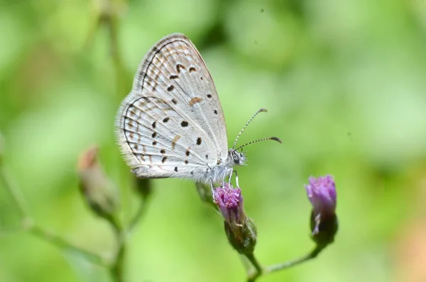 Papillon aile blanche, et tout le corps a un blanc, cheveux gris — Photo