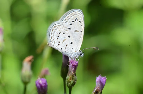 Bílý křídlatý motýl a celé tělo má bílé, šedé vlasy — Stock fotografie