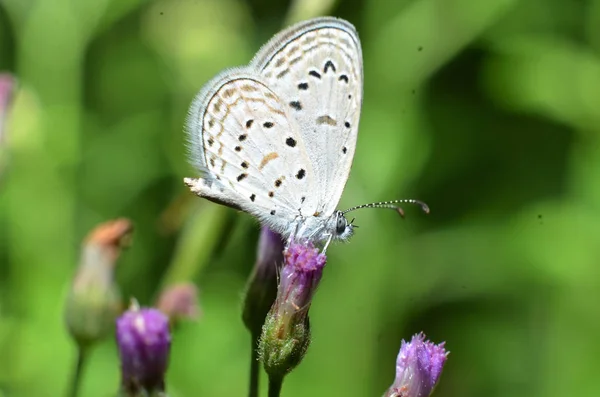 White wing butterfly, and the whole body has a white, gray hair