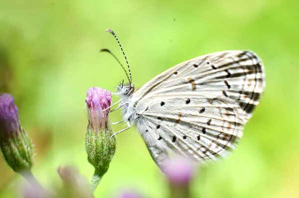 Fehér szárny pillangó, és az egész test egy fehér, szürke haja — Stock Fotó