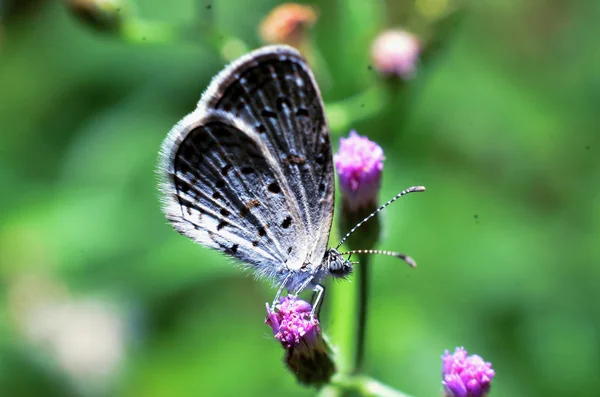 Fehér szárny pillangó, és az egész test egy fehér, szürke haja — Stock Fotó