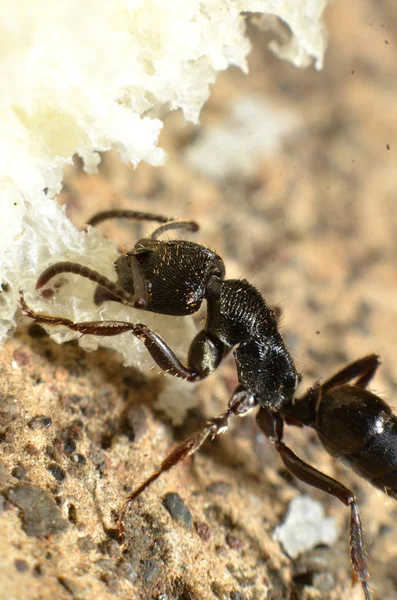 Black ants, with two antennas on the head, and two claws in the