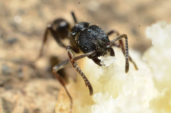 Black ants, with two antennas on the head, and two claws in the
