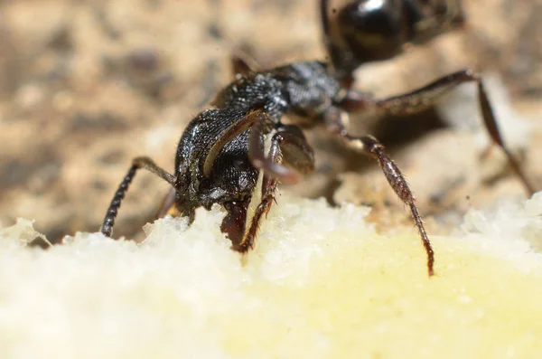 Black ants, with two antennas on the head, and two claws in the