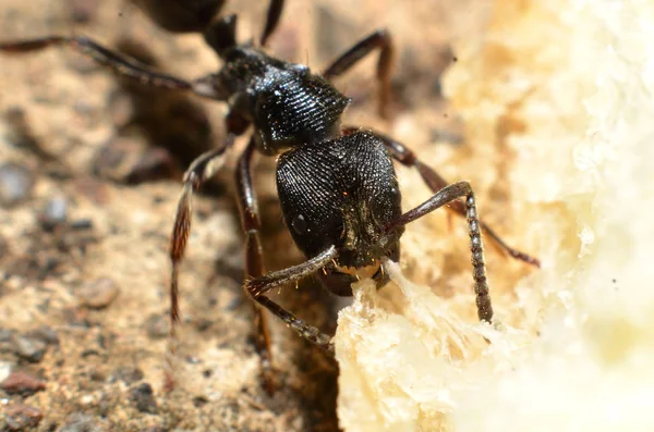 Black ants, with two antennas on the head, and two claws in the